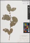 Foto von Salix caprea L.